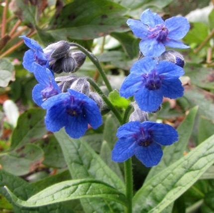 Adelocharium=Lindelofia anchusoides